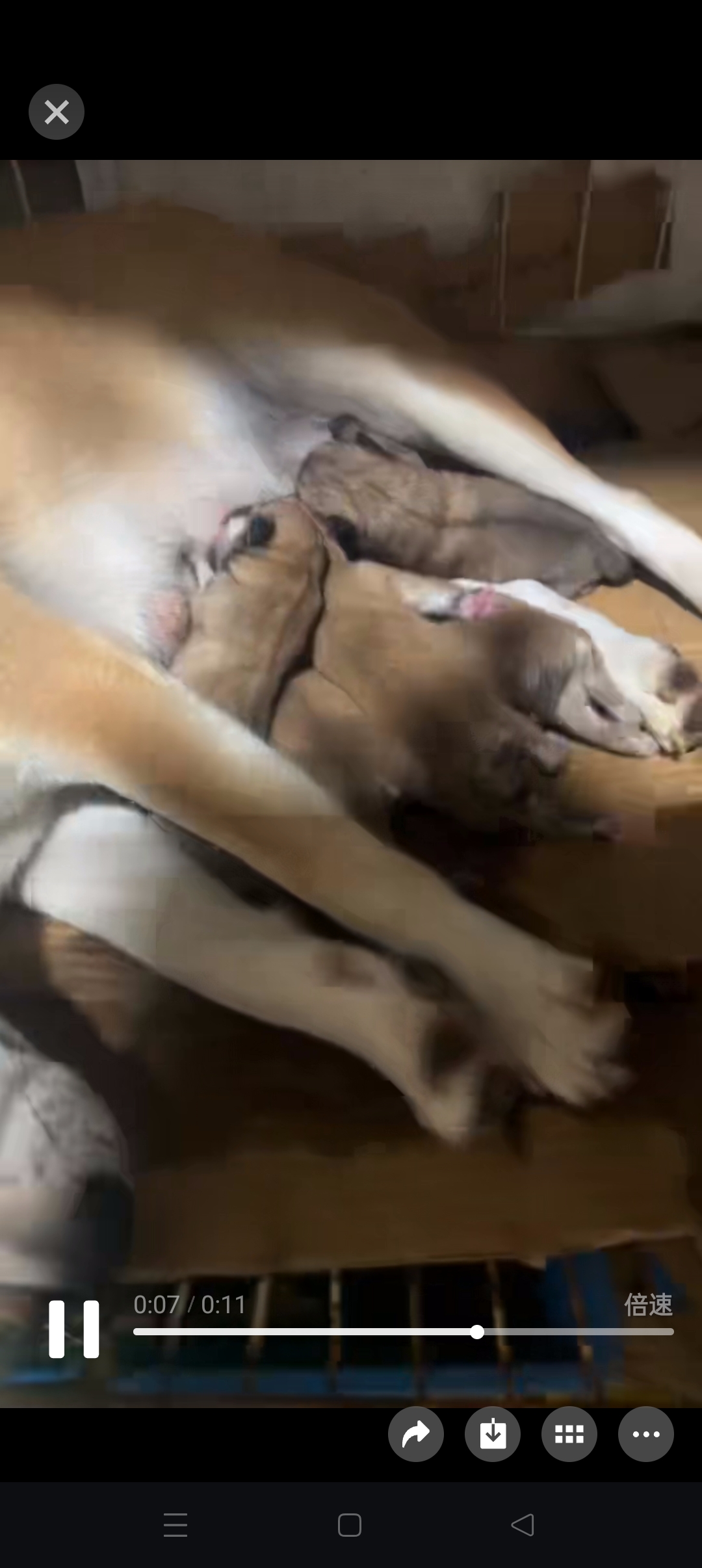 柴犬宝宝可以预定了...苏州自提有优惠哦...